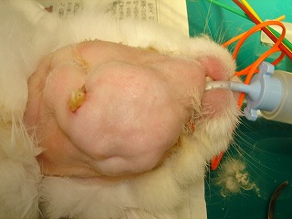 下顎膿瘍.jpg