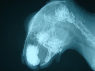 頭部(R).jpg